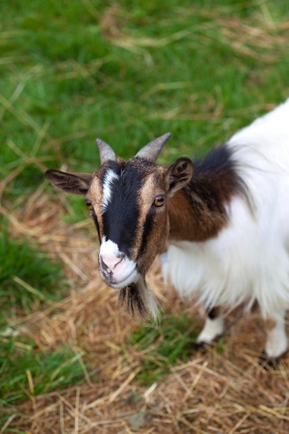 Chèvre sur un champ