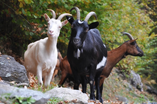 Chèvre sur le champ