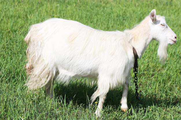 Chèvre sur un champ