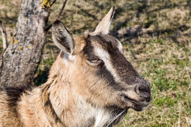 Chèvre colorée paissant dans un champ avec de l'herbe verte