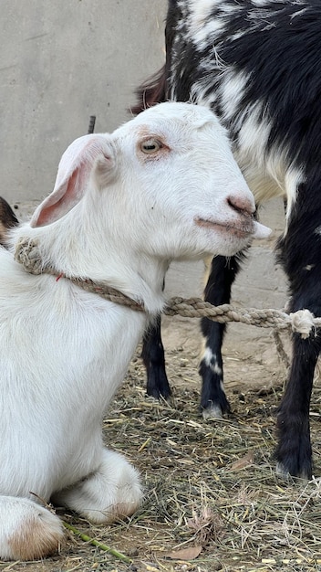 Une chèvre avec une corde autour du cou