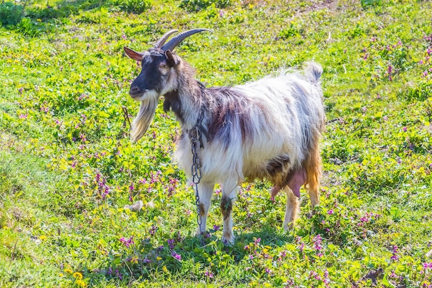 Chèvre avec des cornes sur l'herbe verte par temps ensoleillé
