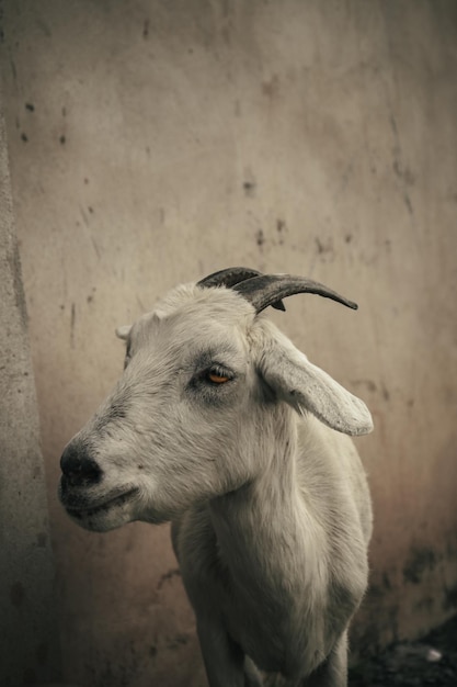 Une chèvre avec des cornes se tient devant un mur.