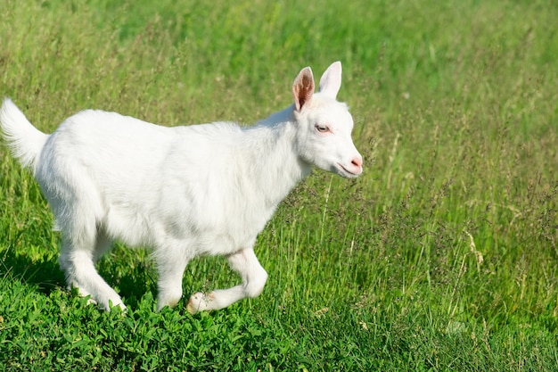 Chèvre dans un champ de blé