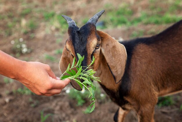 Photo une chèvre dans un champ mange de l'herbe de sa main l'amour pour les animaux et la nature closeup