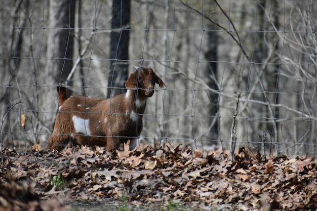 Photo une chèvre dans la forêt.