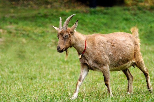 Chèvre dans le pré. Troupeau de chèvres