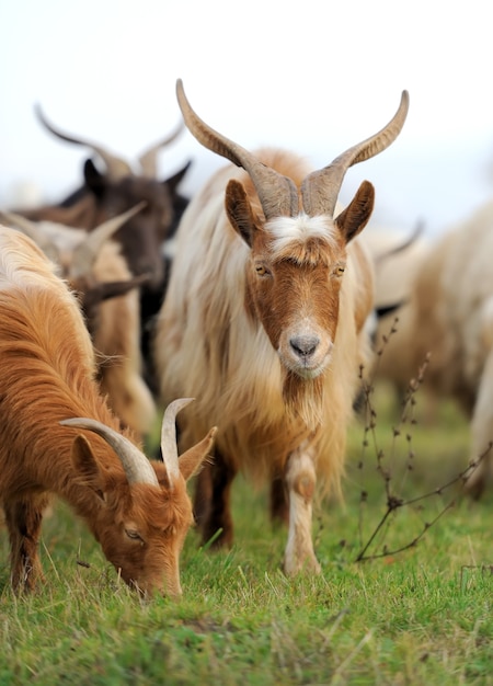 Chèvre dans le pré. Troupeau de chèvres