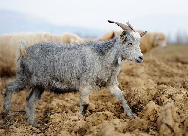 Chèvre dans le pré. Troupeau de chèvres