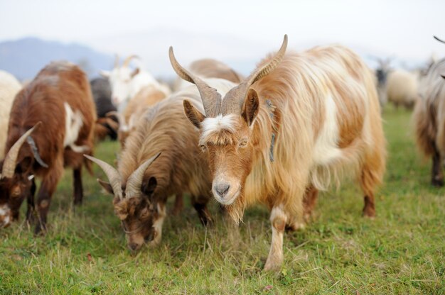 Chèvre dans le pré. Troupeau de chèvres