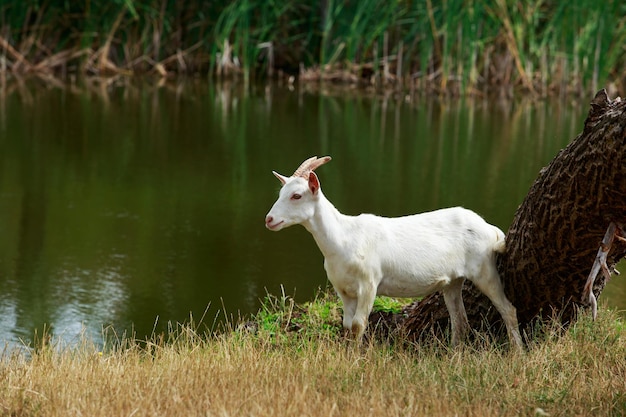 Une chèvre dans le pré