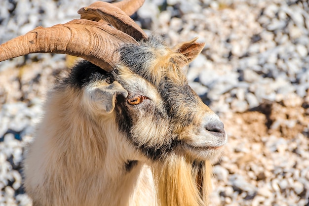 Une chèvre dans les sommets d'Europe. Asturies