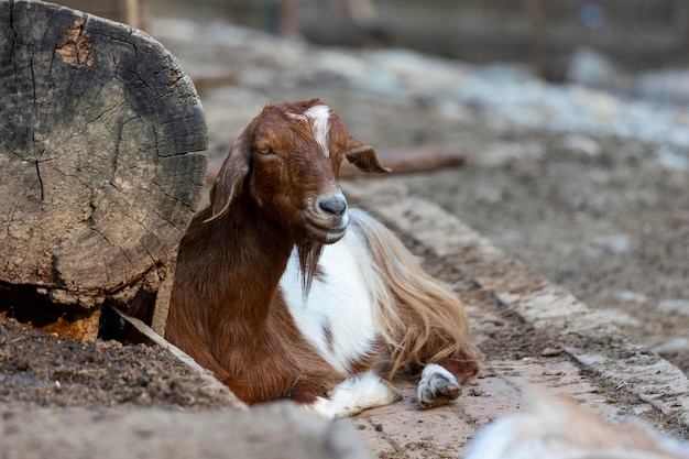 Chèvre debout dans la ferme un après-midi de fin d'été