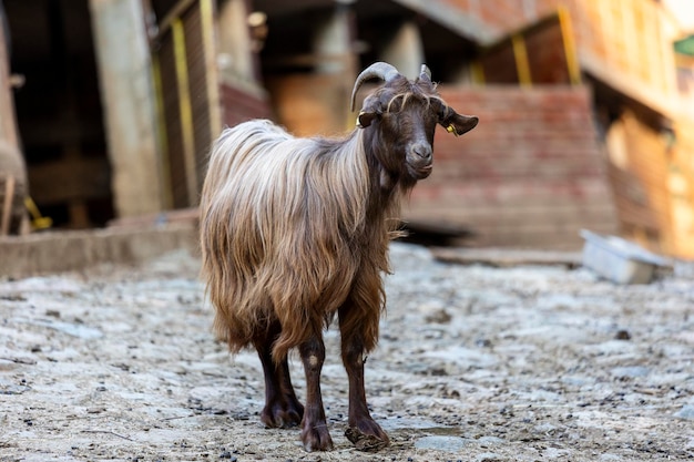 Chèvre debout dans la ferme un après-midi de fin d'été