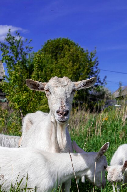 Une chèvre debout dans un pâturage vert avec vallée à l'arrière-plan