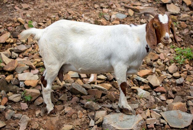 Chèvre debout sur la nature dans la campagne thaïlandaise