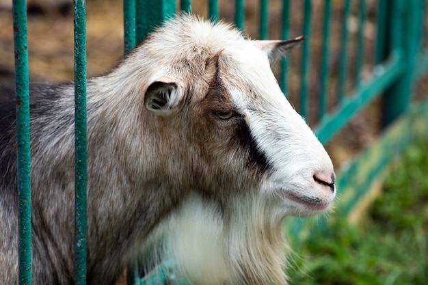 Chèvre domestique avec une barbe dans une cage au zoo