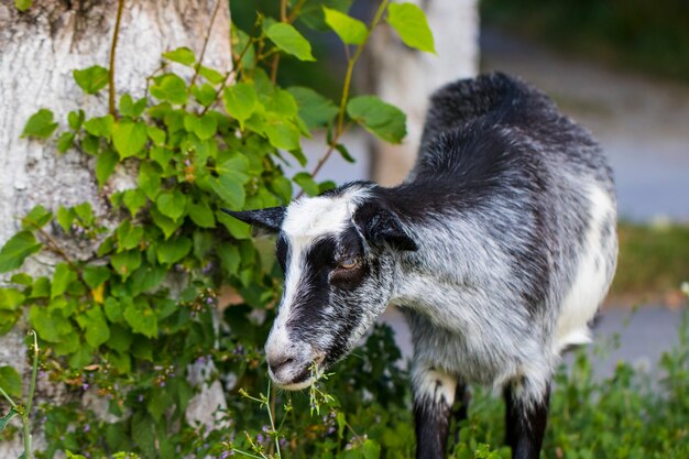 Chèvre drôle sur le pré vert mâche de l'herbe