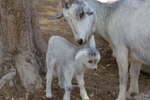 La chèvre et l'enfant en gros plan