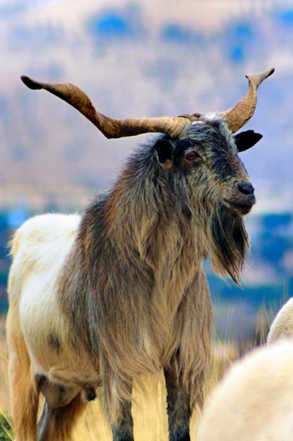 La chèvre est un mammifère artiodactyle de la sous-famille des Caprinae.