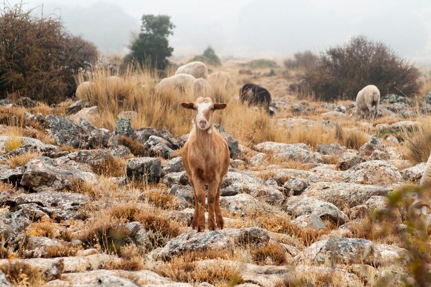 La chèvre est un mammifère artiodactyle de la sous-famille des Caprinae.