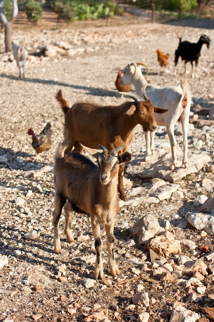 Chèvre à la ferme