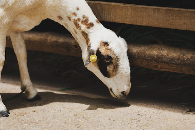 Chèvre à la ferme