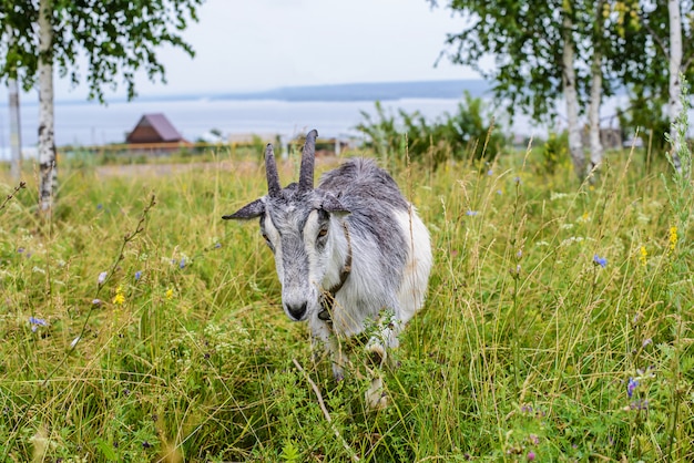 Chèvre grise dans l'herbe verte