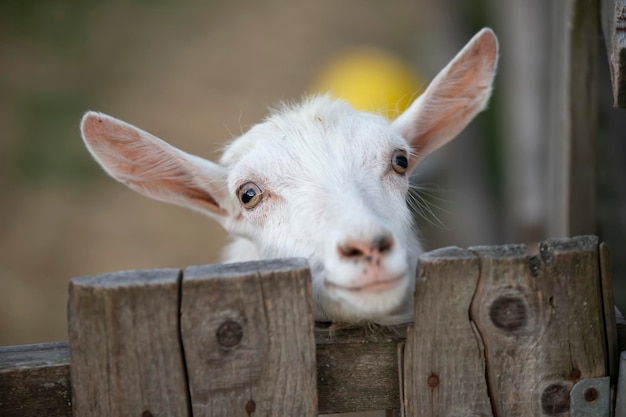 Chèvre sur un gros plan de ferme rurale