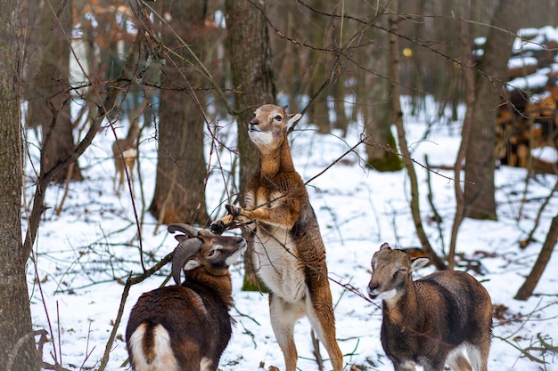 Chèvre en hiver dans la forêt. Animaux dans la forêt en hiver