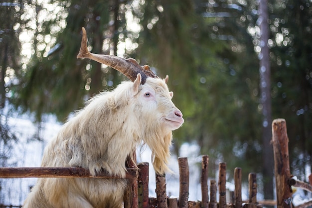 Chèvre en hiver