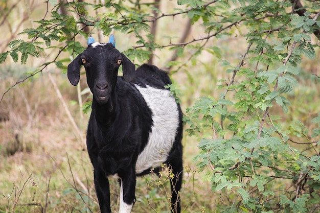 Chèvre indienne debout dans un buisson