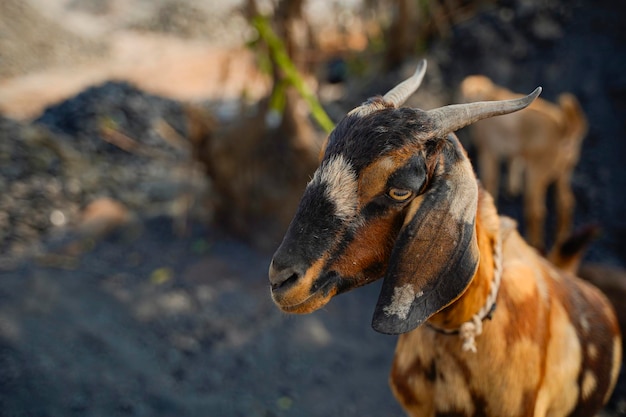 Chèvre indienne à la ferme laitière, scène rurale