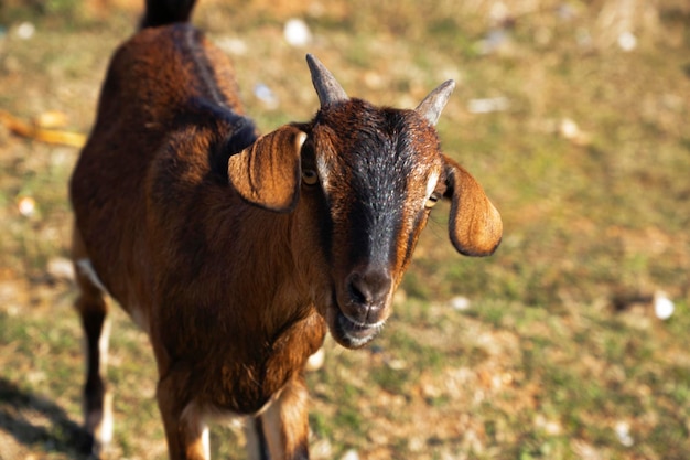 Chèvre indienne qui me regarde