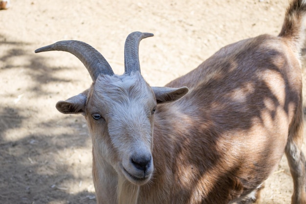 Chèvre isolée dans une ferme