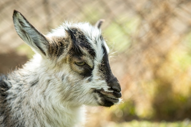 Chèvre de jeune enfant sur la cour de la ferme en journée d'été ensoleillée