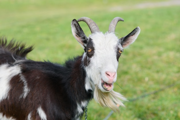 Chèvre joyeuse drôle broutant sur une pelouse verte et herbeuse. Bouchent le portrait d'une chèvre drôle. Animaux de ferme. La chèvre regarde la caméra.