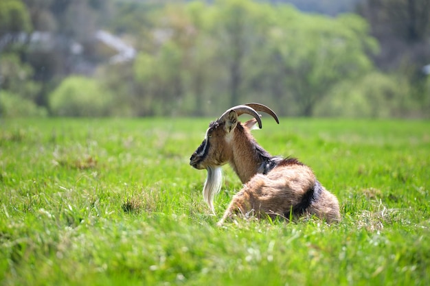 Chèvre de lait domestique avec une longue barbe et des cornes reposant sur l'herbe verte des pâturages le jour d'été Alimentation du bétail sur les prairies de la ferme