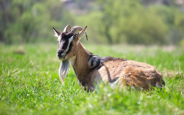 Chèvre de lait domestique avec une longue barbe et des cornes reposant sur l'herbe verte des pâturages le jour d'été Alimentation du bétail sur les prairies de la ferme