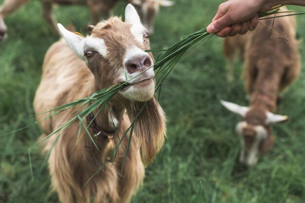 La chèvre mange de l'herbe de la main