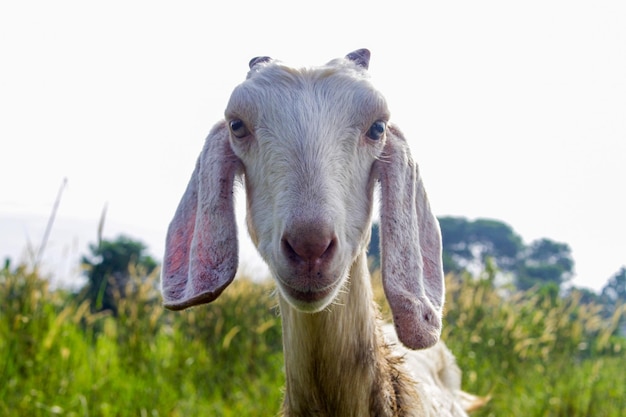 Une chèvre mange de l'herbe avec voracité sur un fond d'herbe