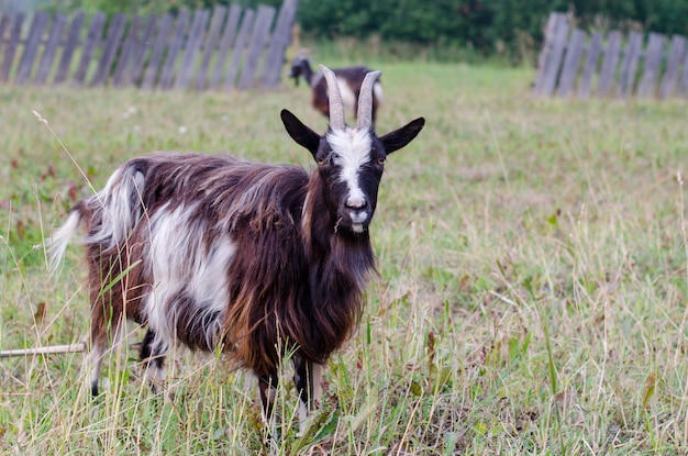 Chèvre mangeant de l'herbe