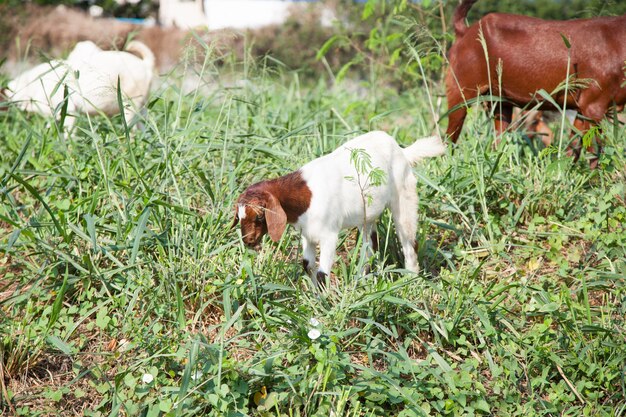 Chèvre, manger, herbe