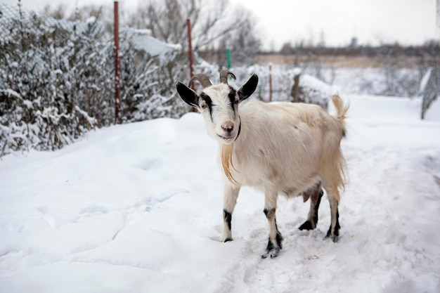 Une chèvre marche dans la neige