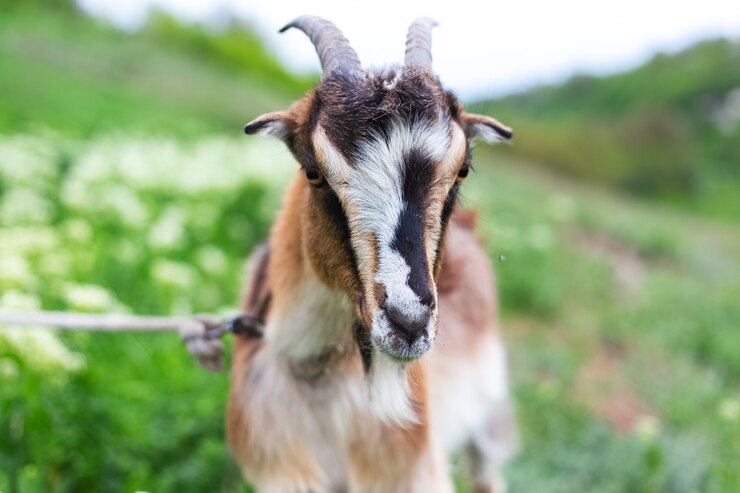Photo chèvre mignonne dans le pré vert.