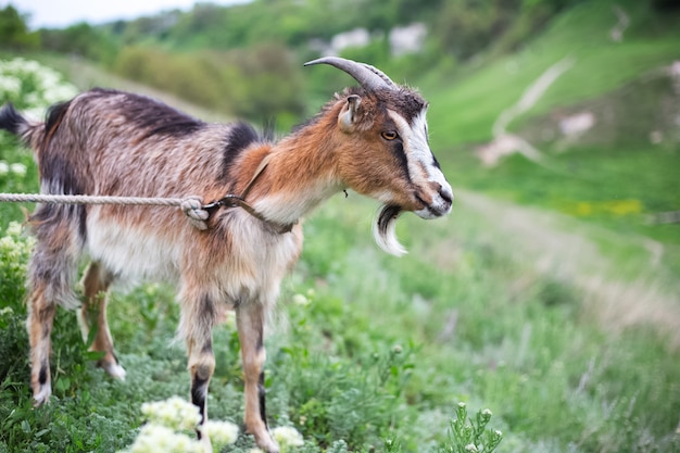 Chèvre mignonne dans le pré vert.