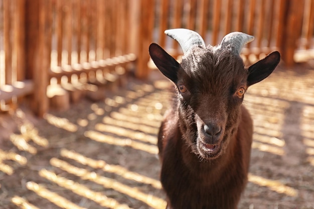 Chèvre mignonne à la ferme