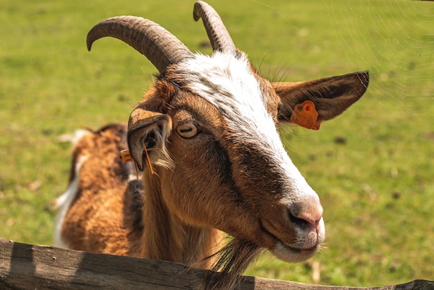 Une chèvre mignonne regarde derrière une clôture dans une ferme Chèvre derrière une clôture