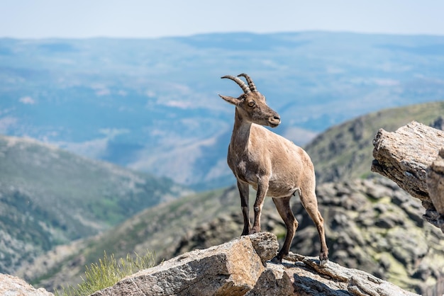 Chèvre avec une montagne en arrière-plan