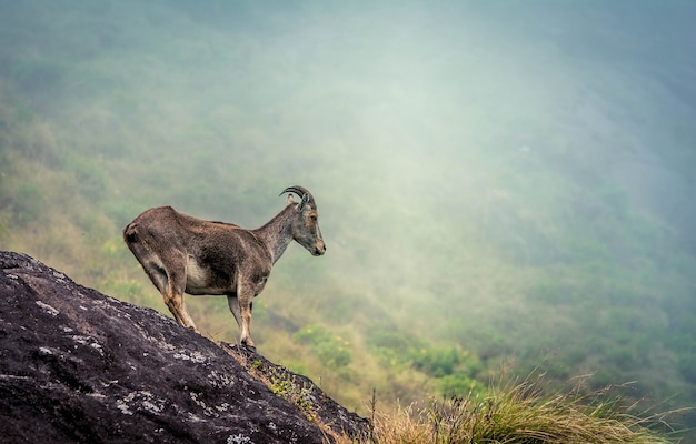 Chèvre de montagne au parc national d'Eravikulam en Inde